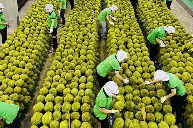 Thủ tướng Chính phủ yêu cầu tăng cường truy xuất nguồn gốc, đảm bảo chất lượng nông, lâm, thủy sản xuất khẩu. Ảnh: Minh Hoàng.