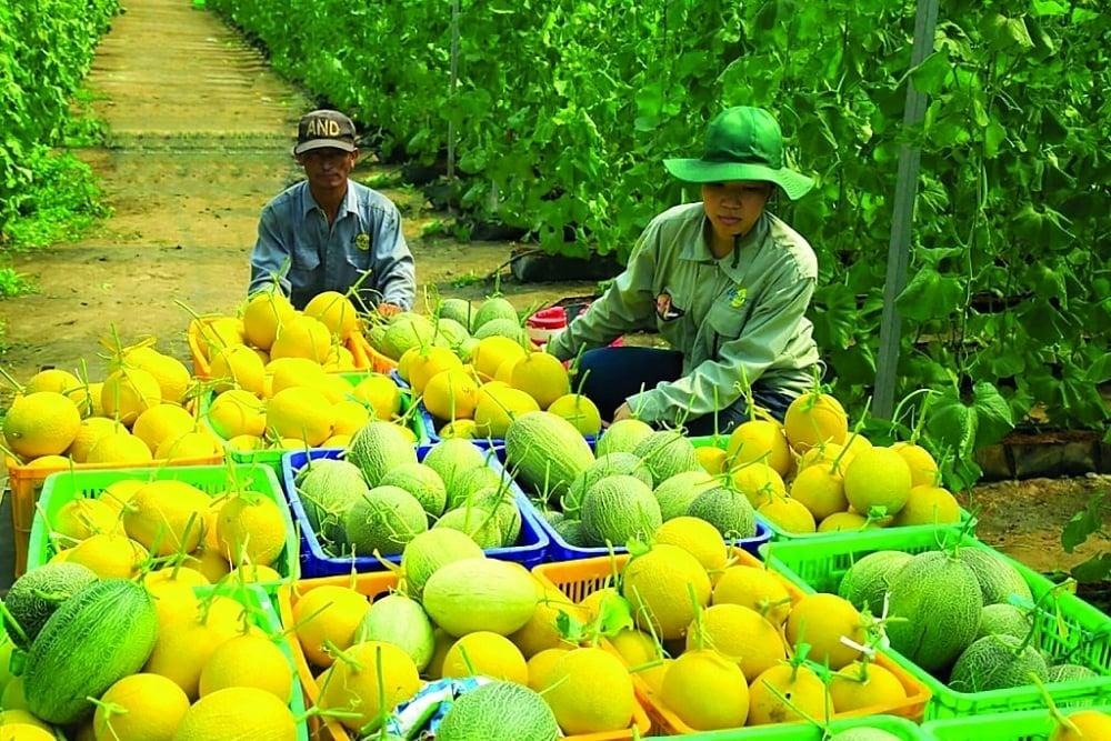Chủ tịch UBND các tỉnh, thành phố trực thuộc Trung ương cần khẩn trương thực hiện các biện pháp xử lý triệt để các khuyến cáo của Đoàn thanh tra EU liên quan đến dư lượng thuốc trừ sâu tại các vùng trồng. Ảnh: Minh Hoàng.