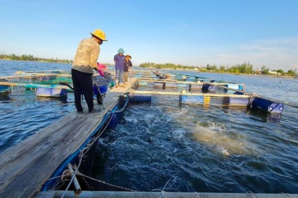 Các sản phẩm thủy sản VietGAP có giá bán cao hơn