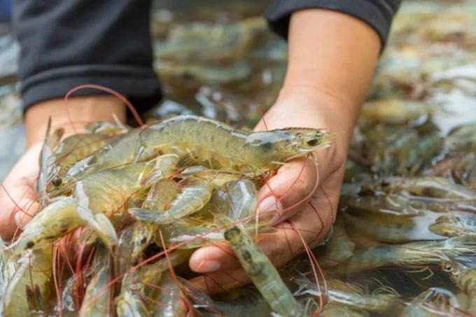 Chiết xuất catechin từ trà xanh được chứng minh là có thể bảo vệ tôm nuôi khỏi sự bùng phát của hai căn bệnh hoại tử gan tụy cấp tính (AHPND) và hội chứng bệnh đốm trắng do virus (WSSV). Ảnh: FS