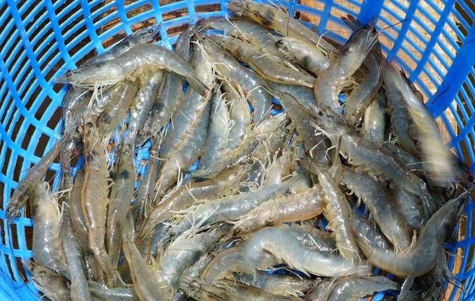 Giá thành tôm Việt Nam đang cao hơn nhiều so với tôm Ấn Độ, Ecuador. Ảnh: Lê Bình.