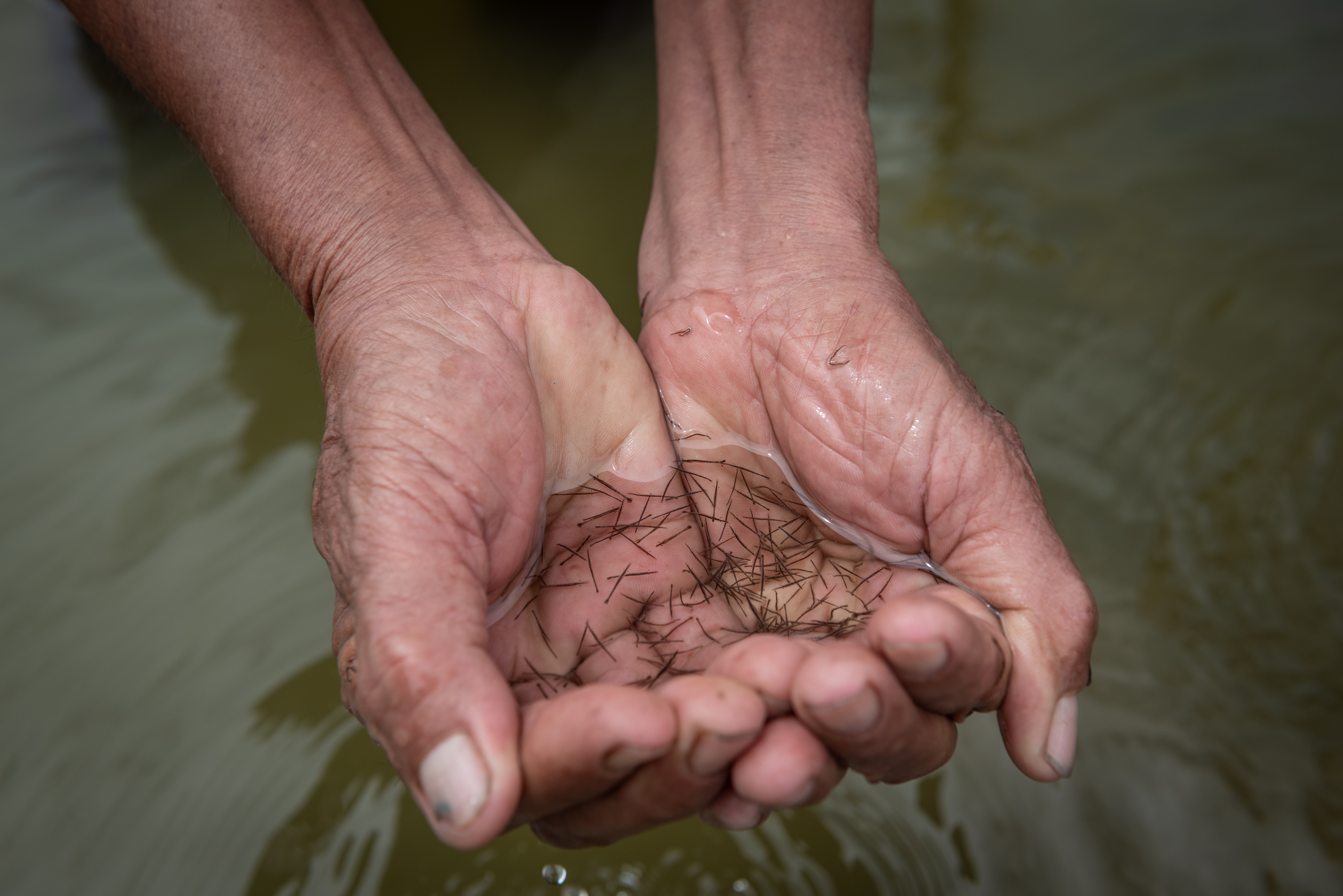 Prevention of five shrimp diseases for which no vaccines or treatments are available