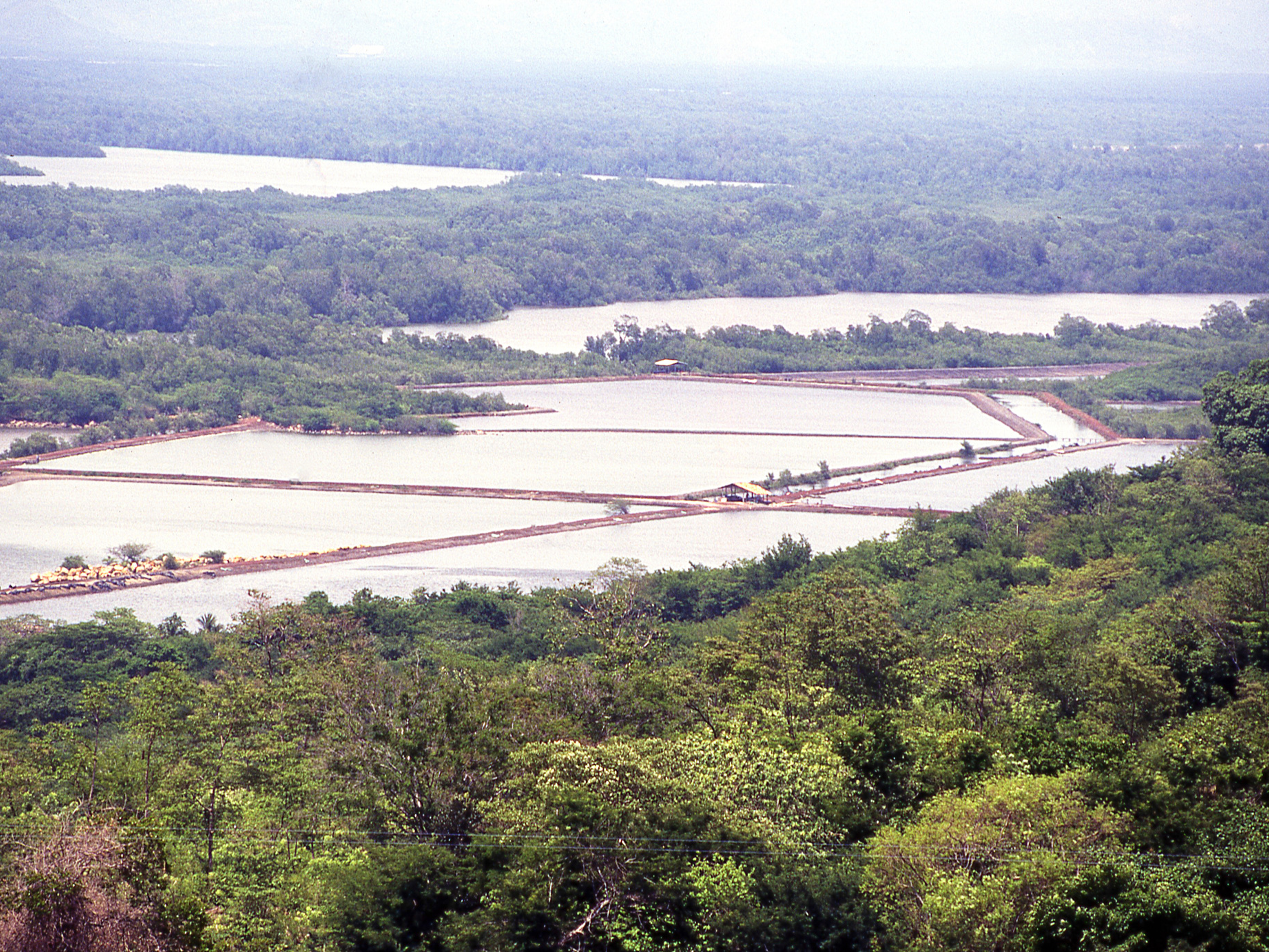 Circular economy in fisheries: Perspectives from the shrimp sector