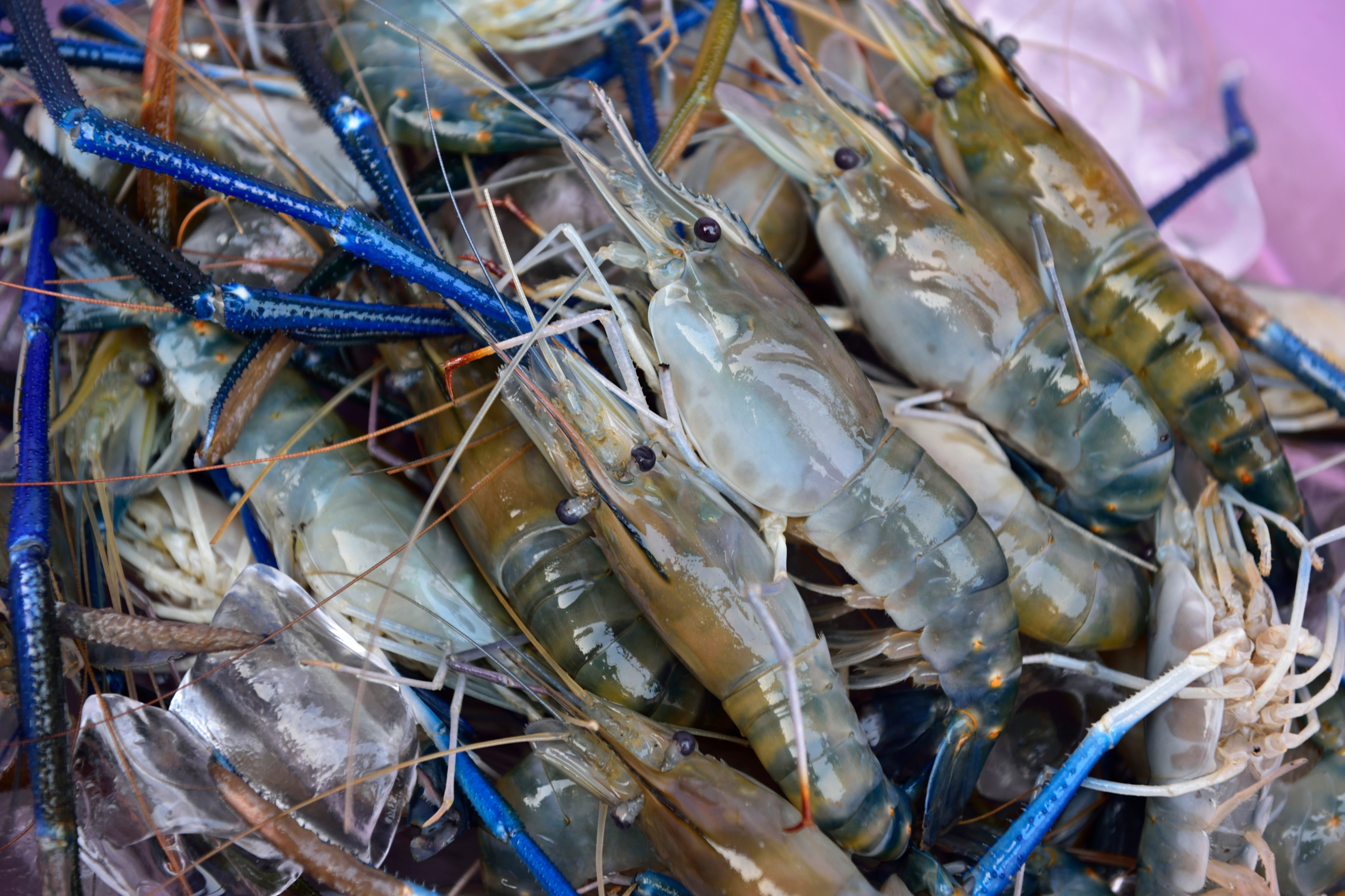 Ca Mau promotes shrimp farming certification to enhance export value