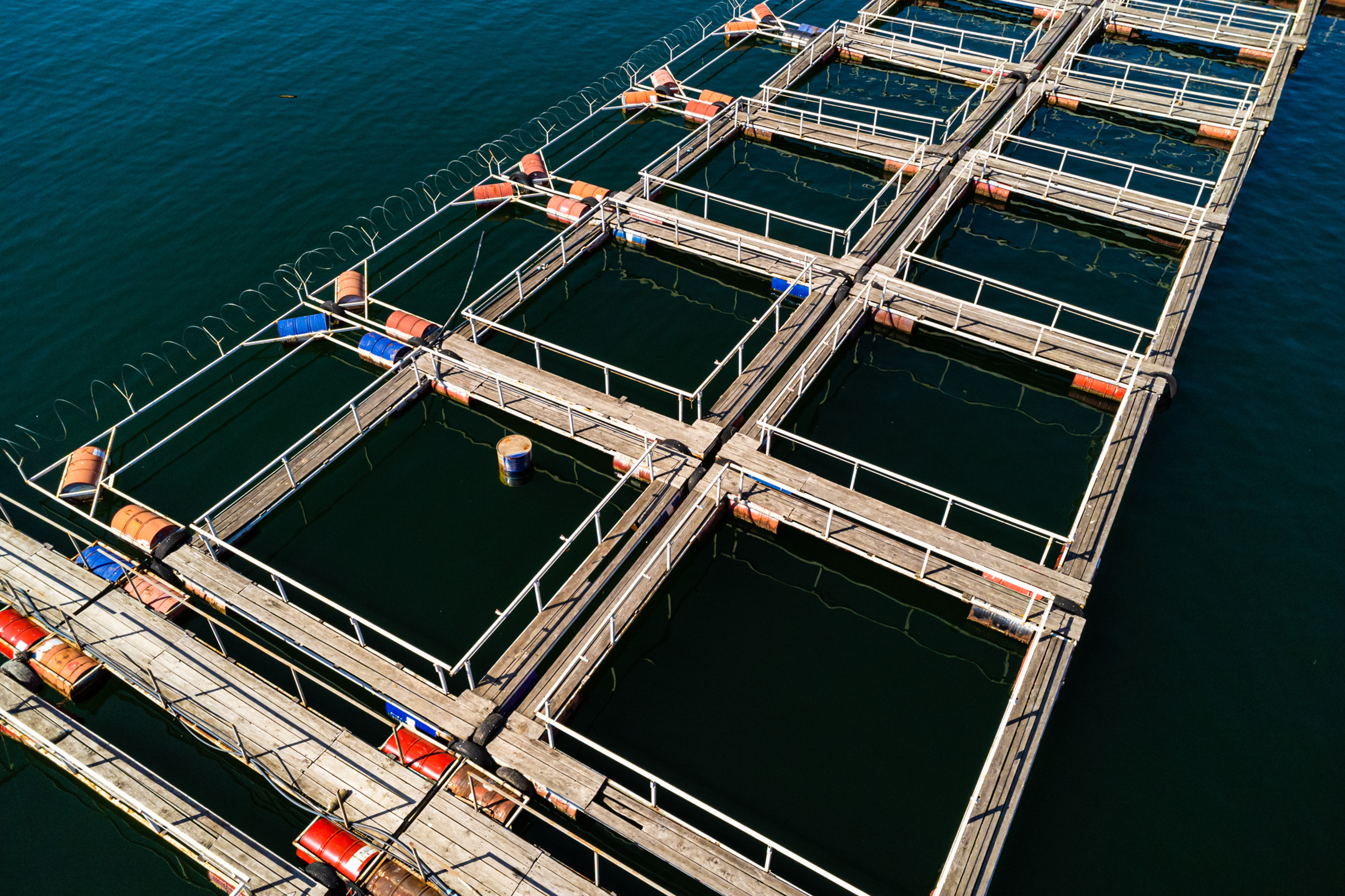 Application of AI to control 90% of disease risks in farmed shrimp