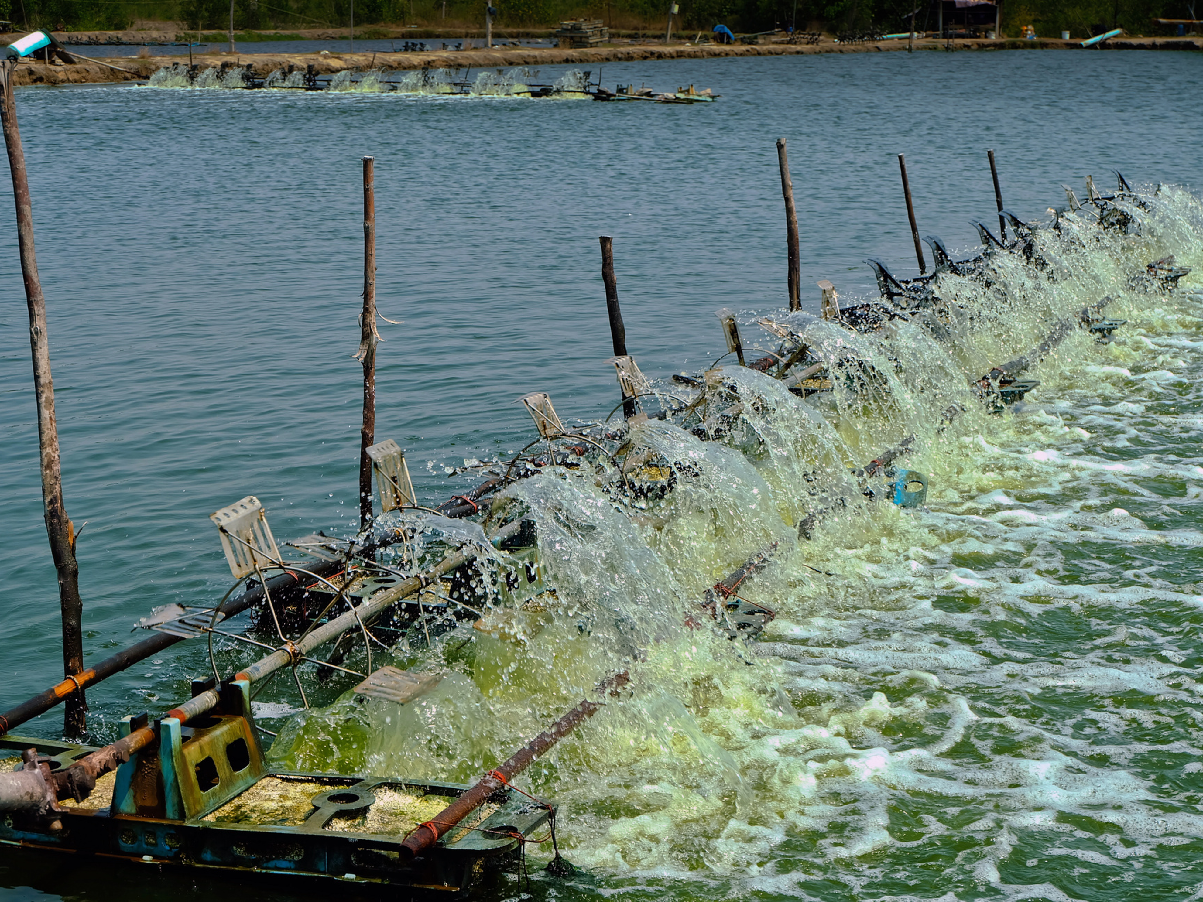 Shrimp farmers proactively prevent disease outbreaks
