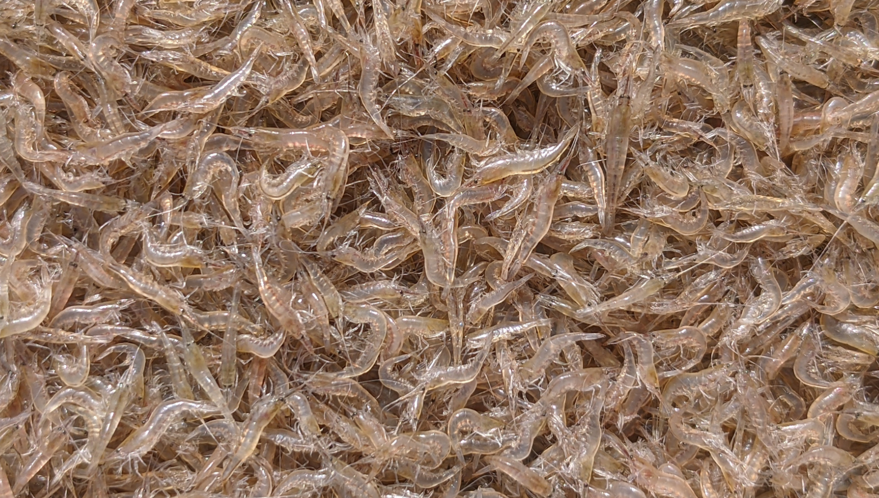 Reducing shrimp production costs through linkages and high technology